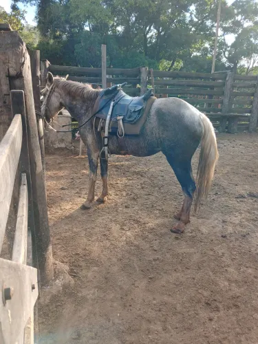 Vendo egua 