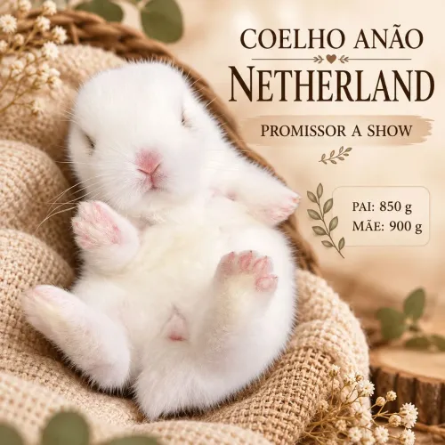 Coelho anão Netherland