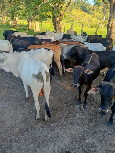 Vende_se 30 bezerros filho de boi nelore