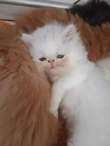 Filhotes de Gatos Persas
