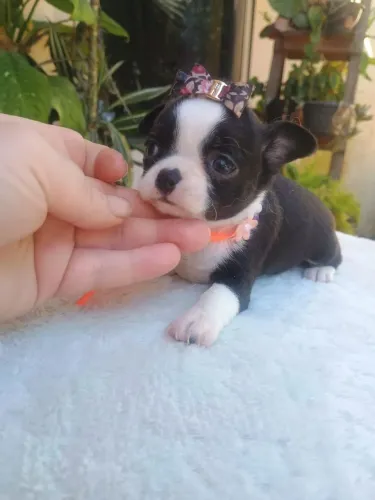 Chihuahua macho e fêmea
