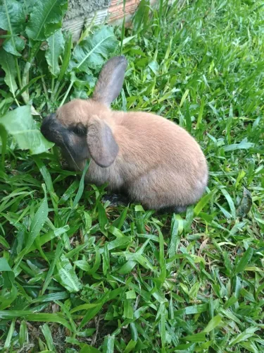Coelha mini loop