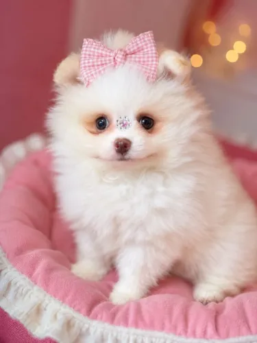 Spitz lindissima