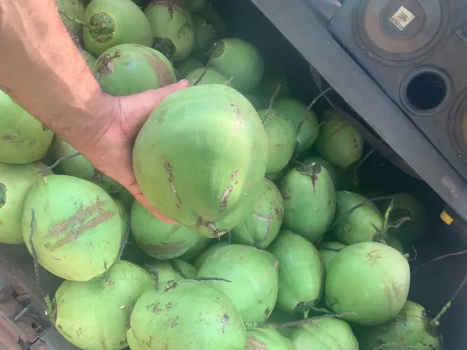 Vendo coco verde