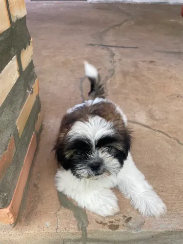 VENDE SE FILHOTE DE SHIH TZU MINI