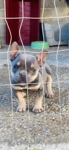 Bully micro
