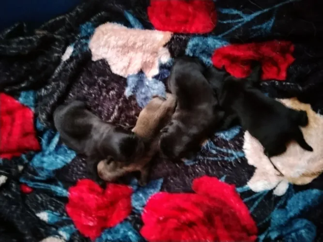Pug mini