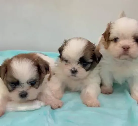 Lhasa Apso Filhotes Cor Desejada.