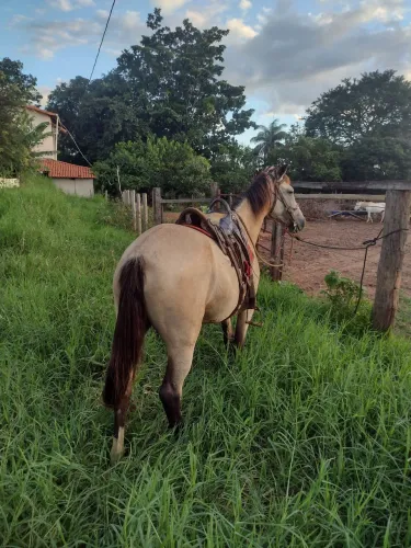 Égua