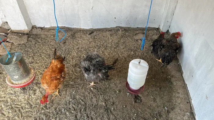 Galinhas e frangos a venda
