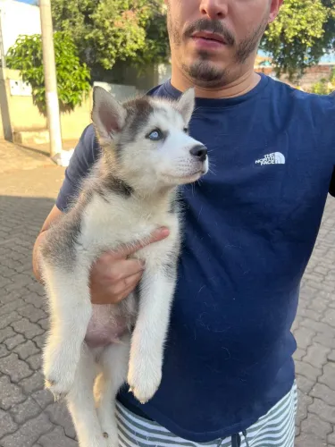 Oportunidade!!! Husky Siberiano Macho | Vacinado e Vermifugado