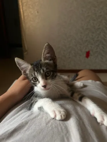 Doasse gato