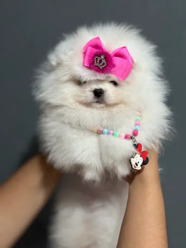 Lulu da pomerania dos seus sonhos e aqui que vc encontra
