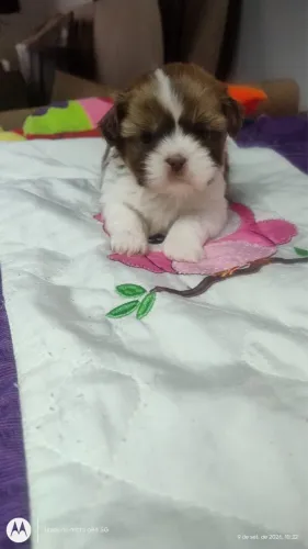 Shitzu micros macho