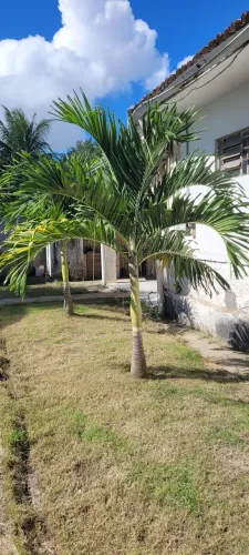 Palmeira havai