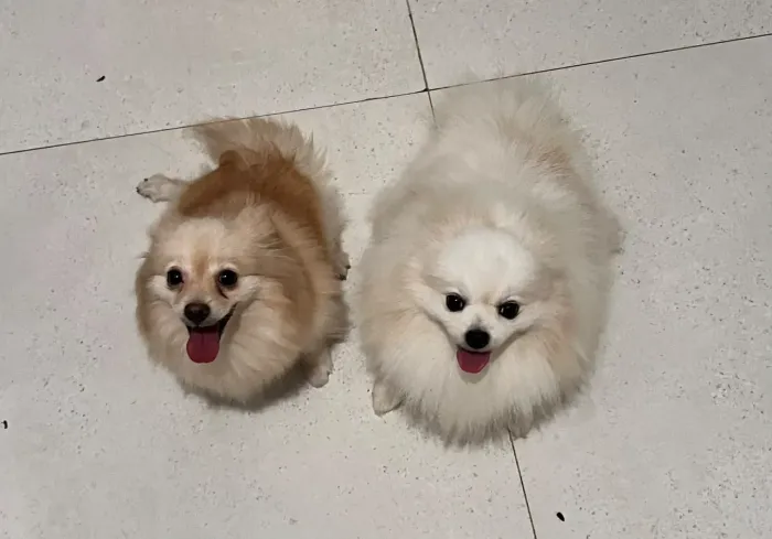 Vendo filhote filhote de Spitz alemão 