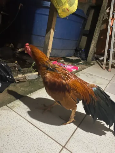 Galo indiano