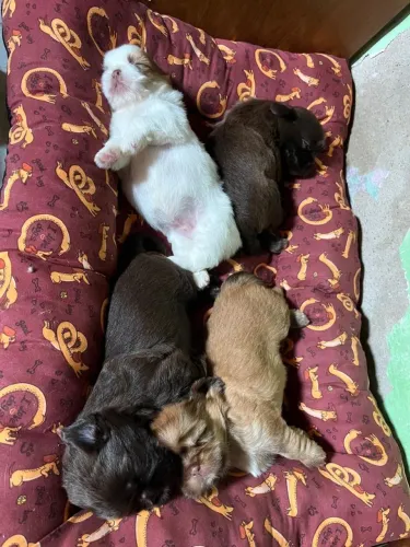 Shitzus Filhotes a Venda