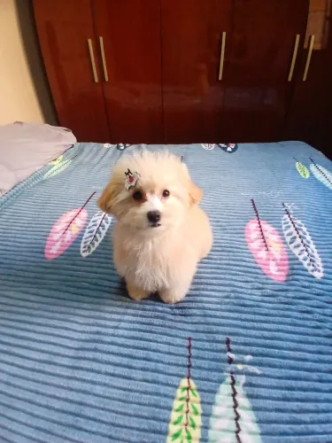 Poodle toy macho