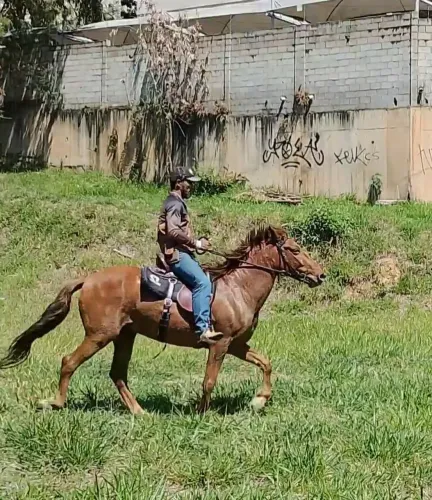 Vendo ou troco cavalo mangalarga marchador marcha picada.