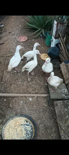 Casal de ganso do Egito