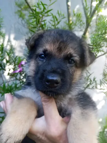     Novo companheiro de quatro patas esperando por você, Pastor Alemão 