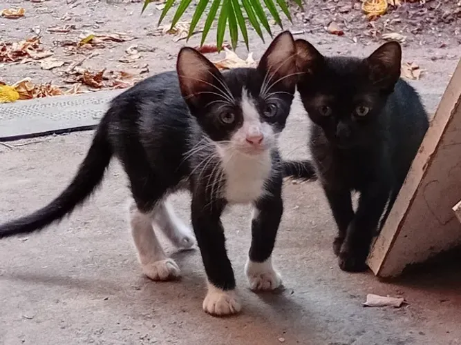 Adoção 3 gatas filhotes cerca de 2 meses