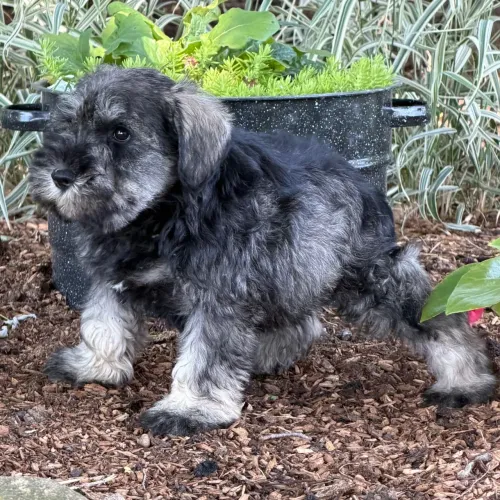 Schnauzer Miniatura: Filhotes cheios de energia e prontos para aprender tudo.