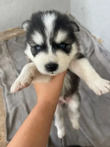 Husky siberiano Um filhote que cresce e se torna um amigo para a vida toda