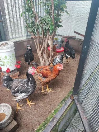 3 casal de sertanejo balão