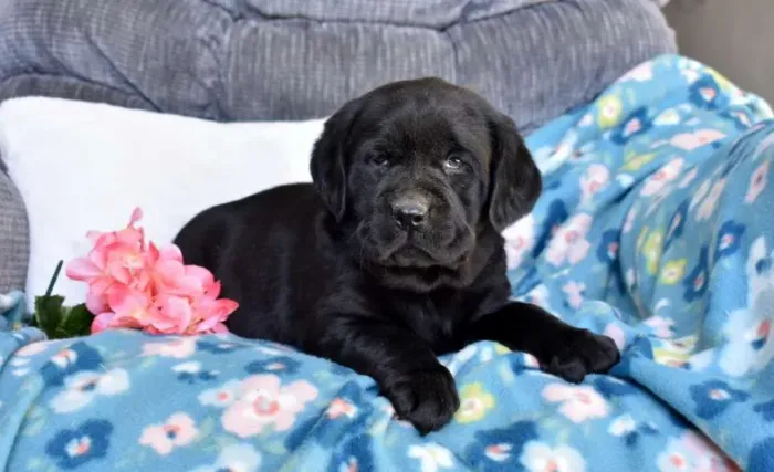 Labrador macho e fêmea disponíveis! Me chama no WhatsApp!