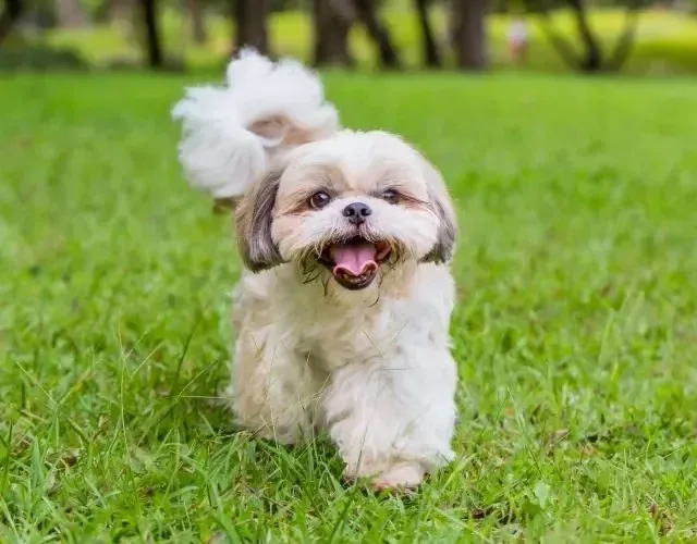 Doação de cachorros