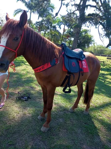 Cavalo com acessórios 