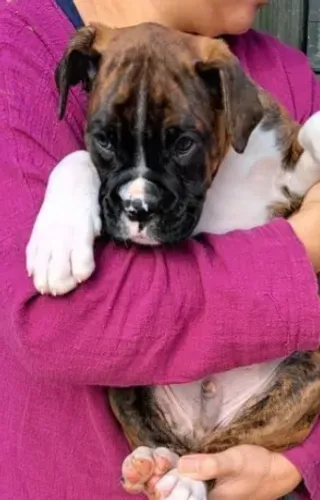 Boxer,Boxer Filhote Vacinado e Vermifugado