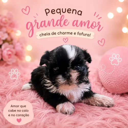 Fêmea Shihtzu baby consultar valor no chat