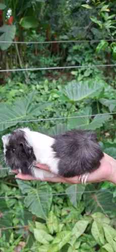 Filhote de porquinho-da-índia - Peruano