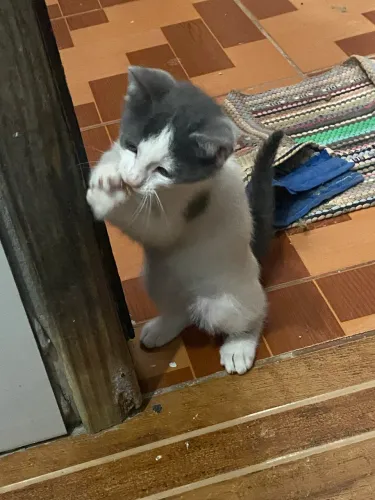 Doação de gatinhos