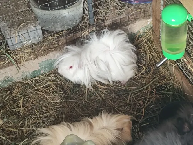 Vendo porquinhos da índia de pelos longos
