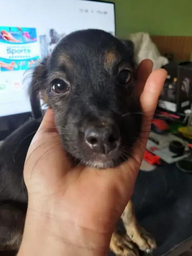 Doação filhote cachorro