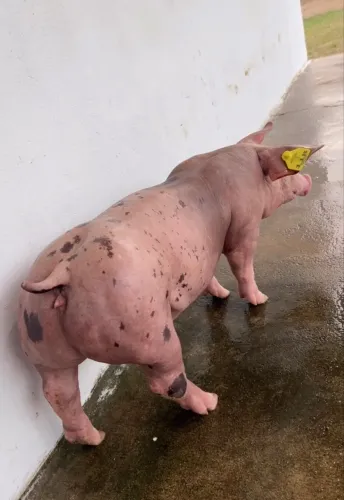 Porcos - Suinos