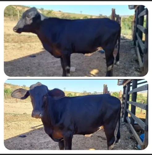 Vaca 