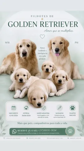 Filhotes Macho de Golden Retriever