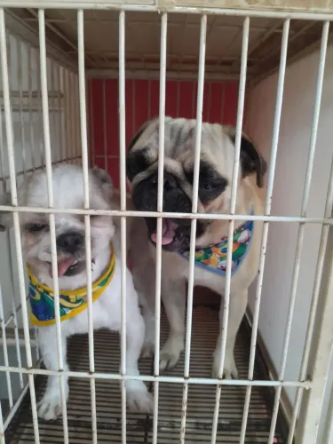 Vendo Um Shitzu e um Pug macho ou troco por filhote de Pastor Alemao. 