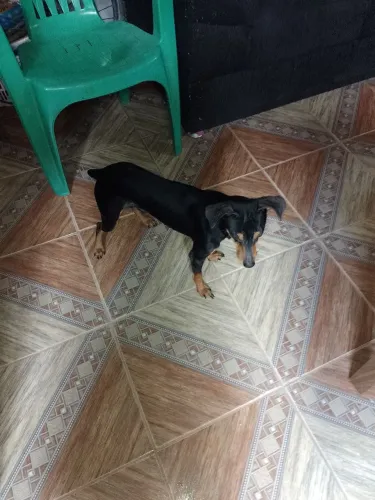 Pincher 