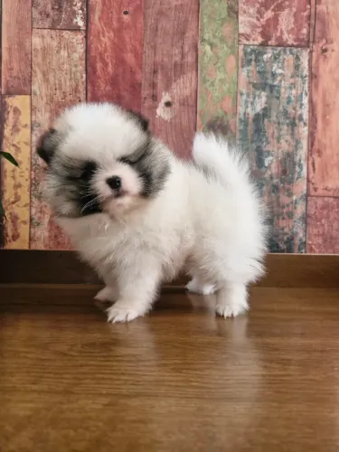 Filhote de Lulu da Pomerânia anão (ursinho)