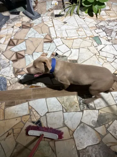 Vende-se PItabull com 6 meses j
