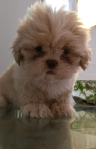 Linda filhote de Lhasa Apso. 