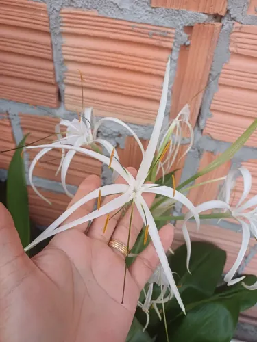 Lírio-aranha-do-litoral