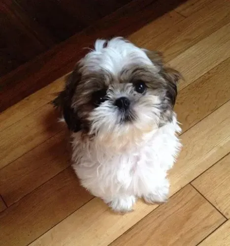 Escolha Um Carinhoso Filhote de Shih Tzu