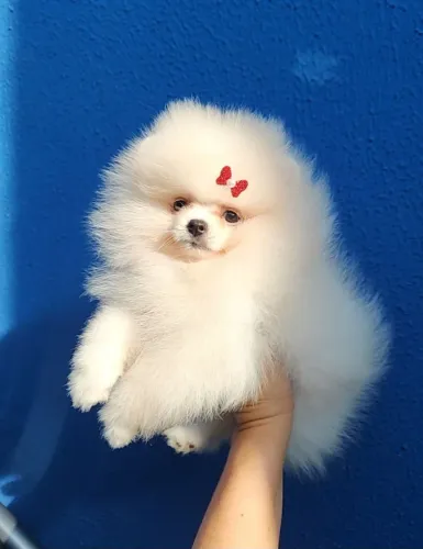 Fêmea de Lulu da Pomerânia Valor promocional 